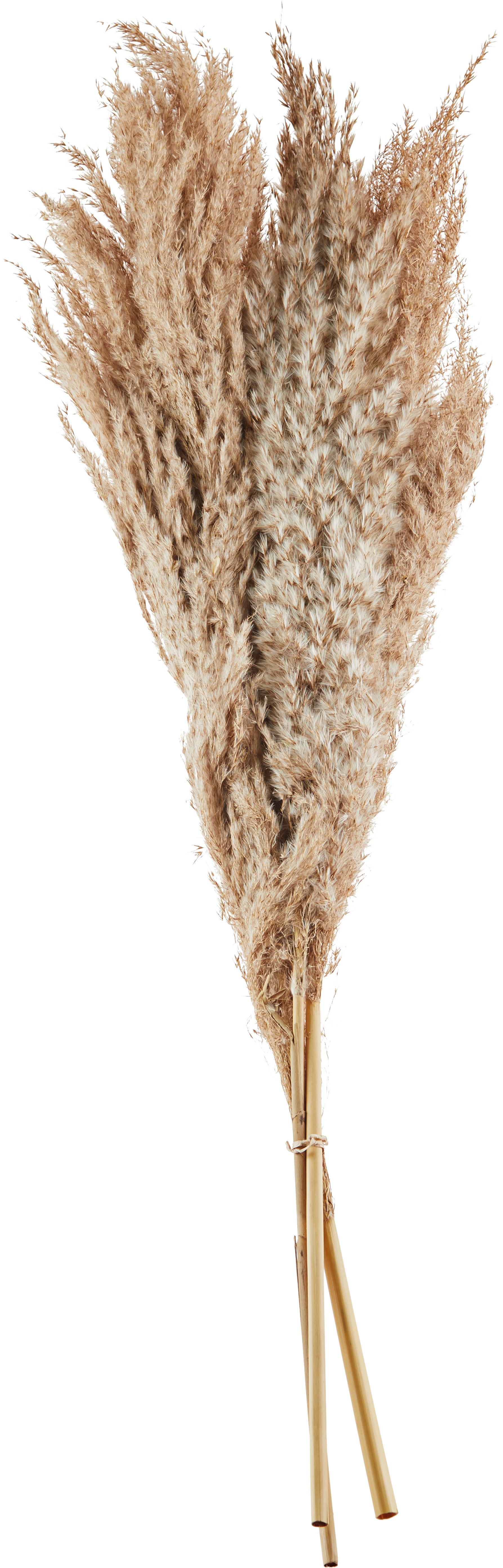 Kunstpflanze Naturfarben L: 80 cm, Hayo - Naturfarben, MODERN, Naturmaterialien (80cm) - Luca Bessoni