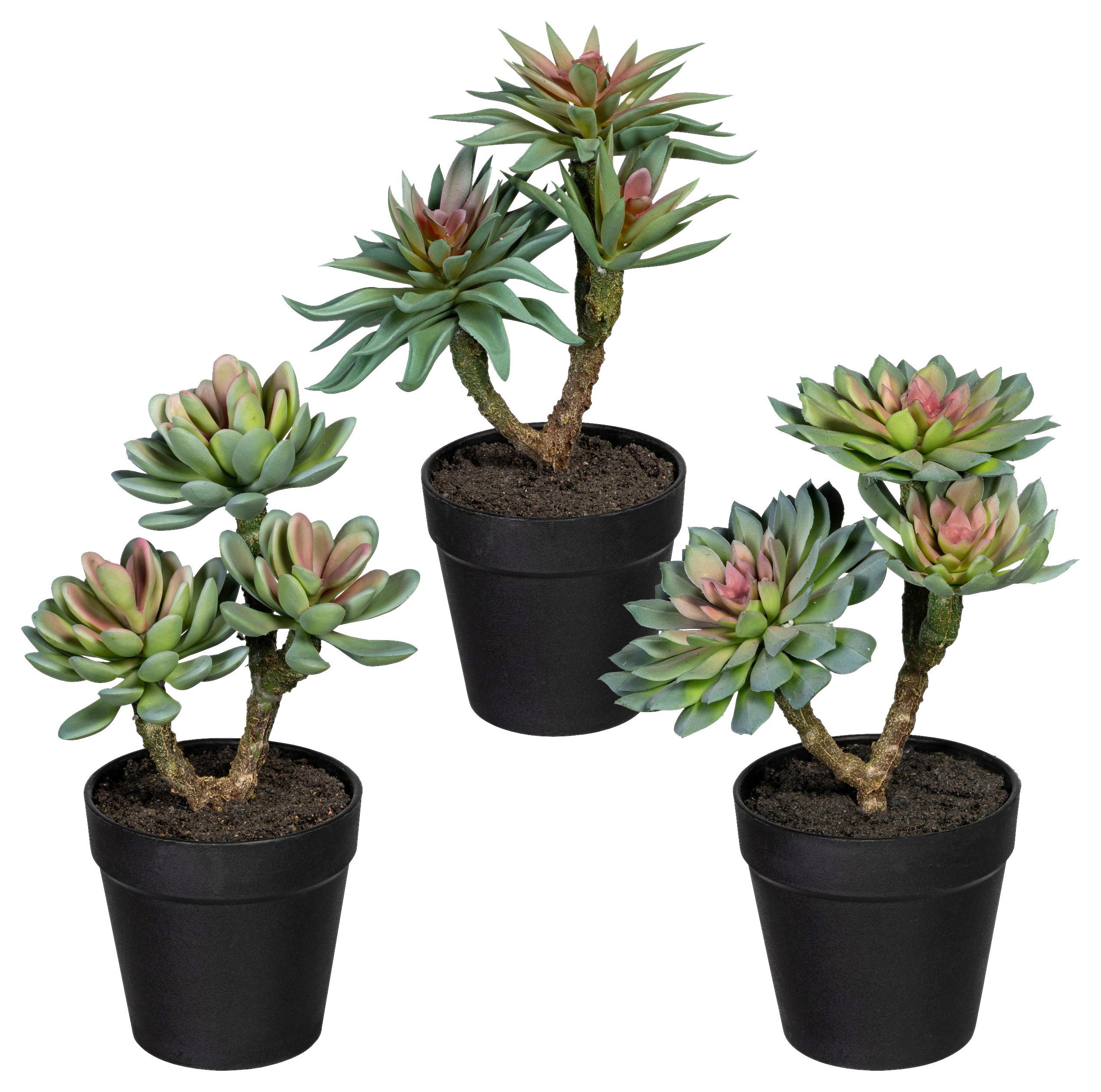 Kunstpflanze Sukkuleten Grün/Rosa, 22 cm , 3er Set - Schwarz/Braun, Design, Kunststoff (22cm) - P & B