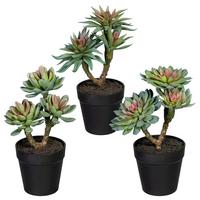 Kunstpflanze Sukkuleten Grün/Rosa, 22 cm , 3er Set - Schwarz/Braun, Design, Kunststoff (22cm) - P & B