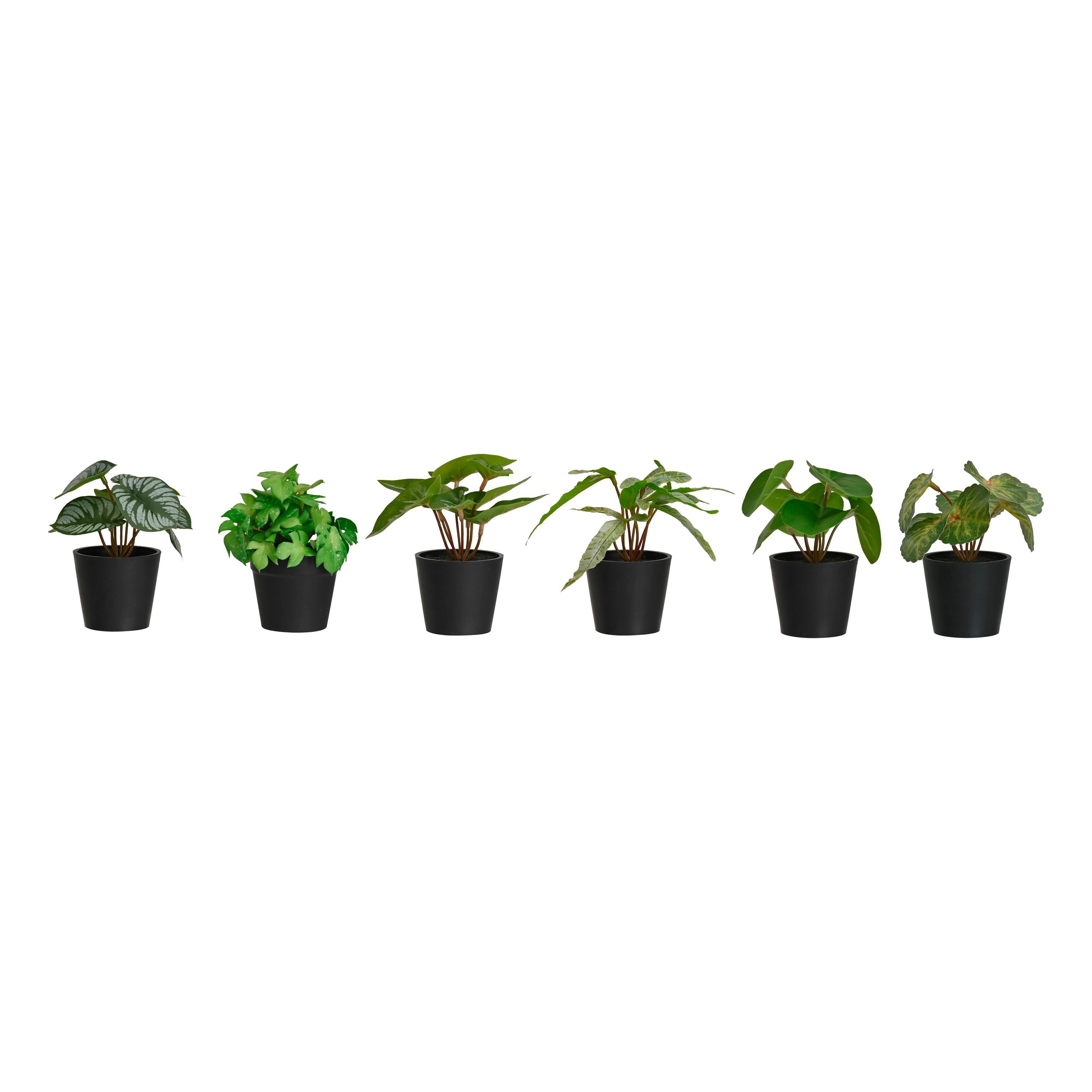 UMĚLÁ ROSTLINA PFLANZENGESTECK -TOP- - černá/zelená, plast (7/13cm) - Mömax