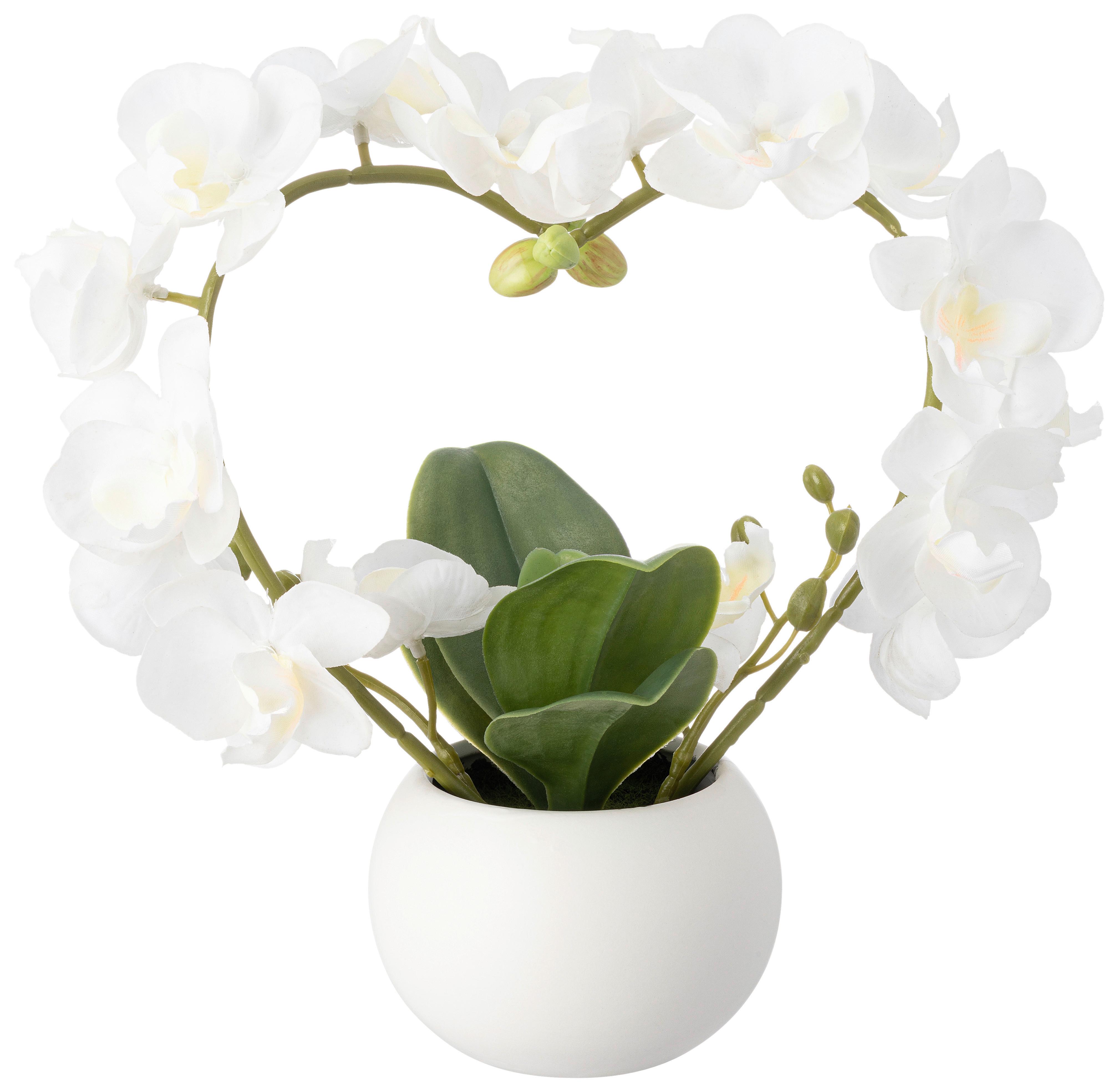Orchidee Sigrid - Weiß/Grün, KONVENTIONELL, Keramik/Kunststoff (23/10/25cm) - Luca Bessoni