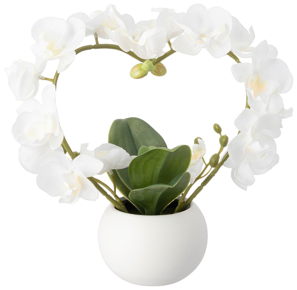 Orchidee Sigrid - Weiß/Grün, KONVENTIONELL, Keramik/Kunststoff (23/10/25cm) - Luca Bessoni