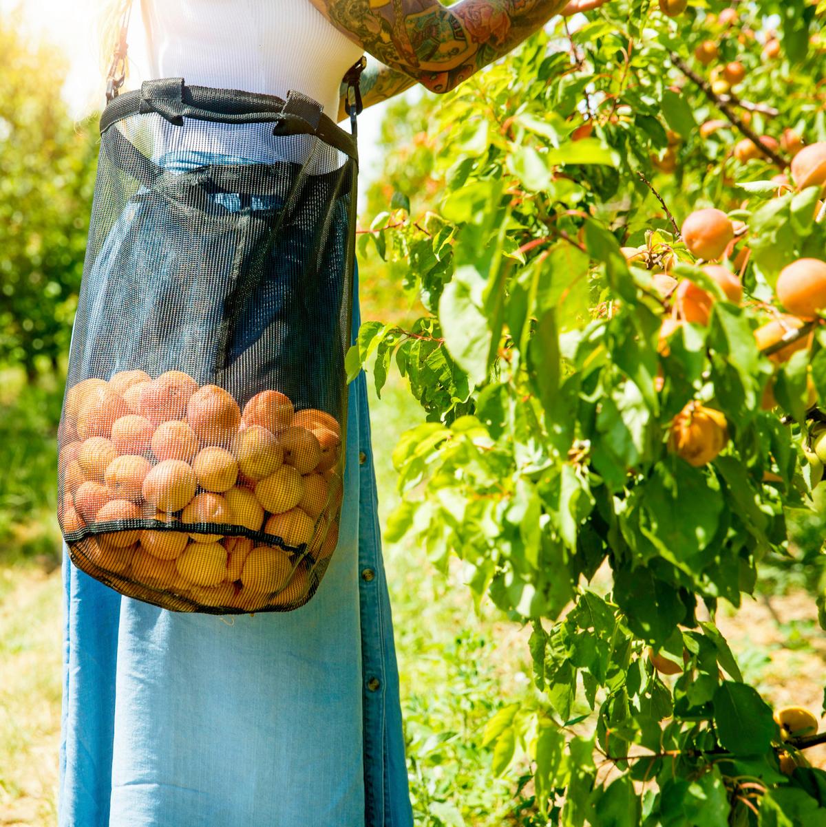 Pflanztasche Erntetasche Kunststoff Schwarz - Schwarz, Basics, Kunststoff (26/45cm)
