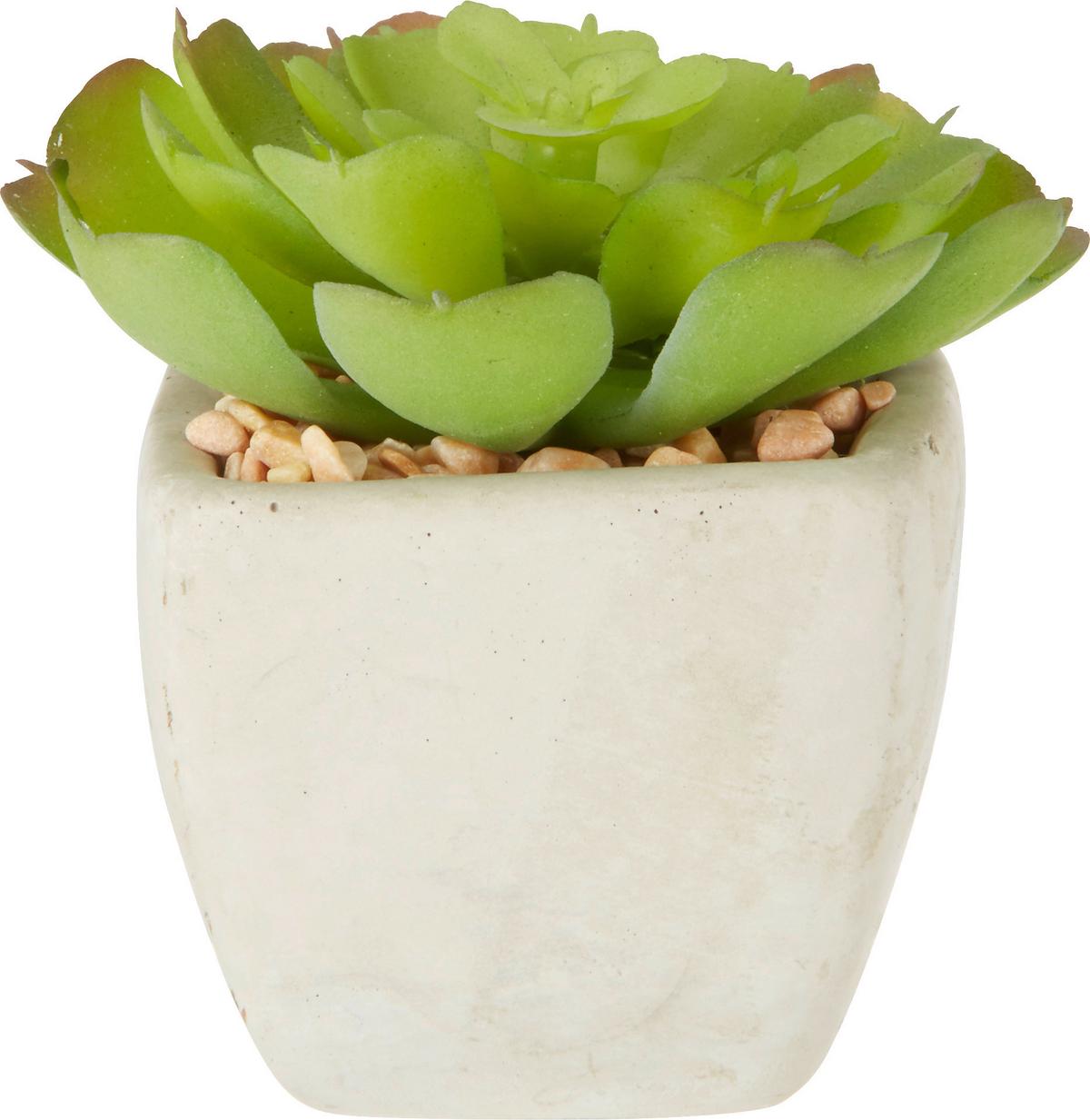 UMELÁ RASTLINA SUKKULENTE - zelená, Lifestyle, plast (7-9cm) - Modern Living