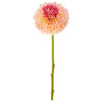 Umelá kvet georgína DAHLIE I -PAZ- - marhuľová/zelená, Basics, kov/textil (73cm) - Mömax