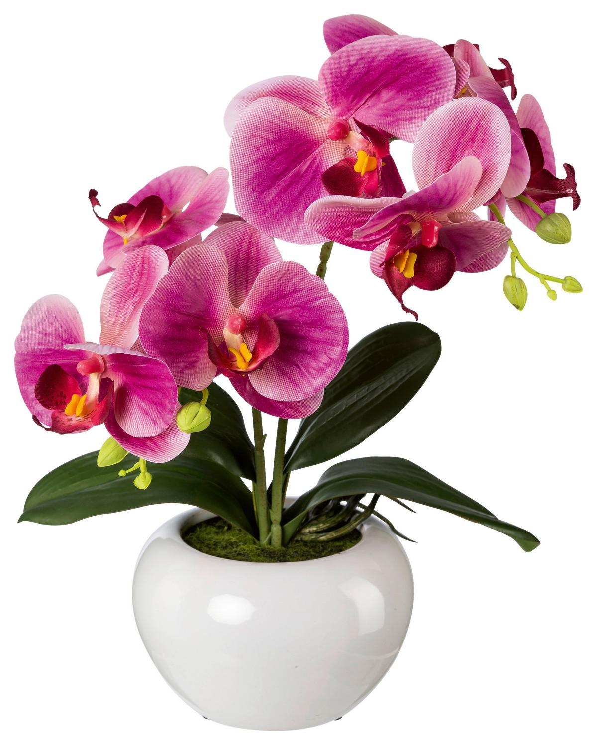 Kunstpflanze Orchideen Rosa, Inkl. Topf, H: 35 Cm - Dunkelrosa/Rosa, Design, Keramik/Kunststoff (35cm) - P & B