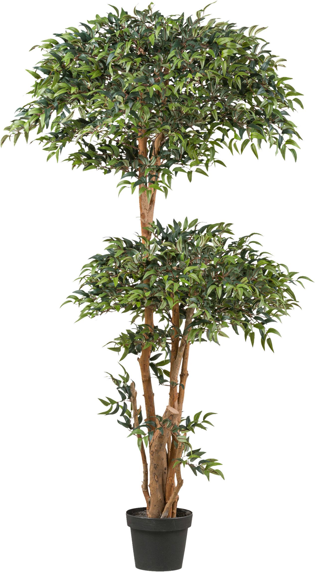 Kunstpflanze Mäusedorne H: 170 Cm - Schwarz/Braun, Design, Kunststoff (170cm) - P & B