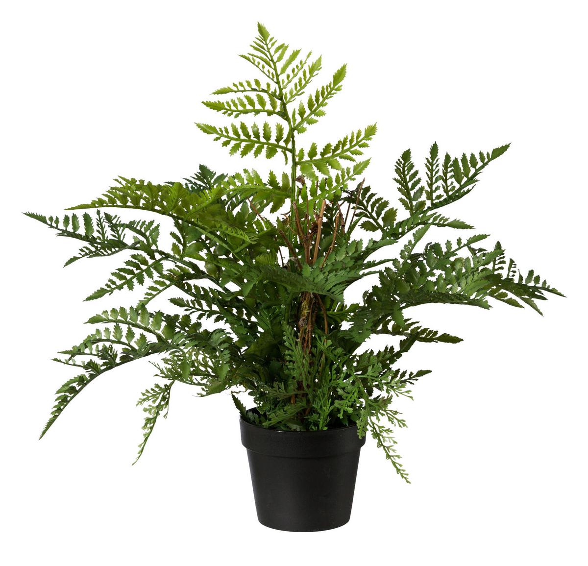 Dekoračná rastlina Farn, V: 40cm - zelená, Basics, plast (35cm) - Modern Living