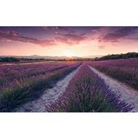 Fototapete Lavender Dream - Multicolor, Trend, Textil (450/280cm)