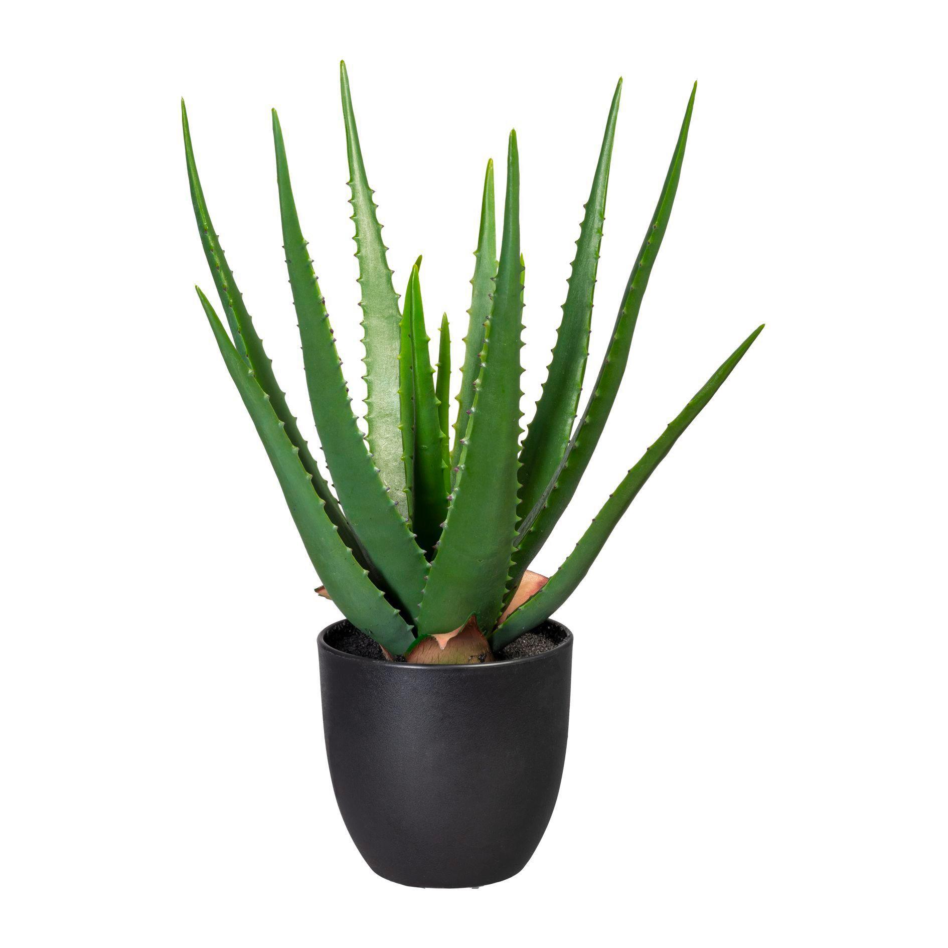 Kunstpflanze Aloe Vera H: 47 cm - Schwarz/Grün, Trend, Kunststoff (47cm) - P & B