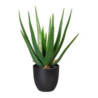 Kunstpflanze Aloe Vera H: 47 cm - Schwarz/Grün, Trend, Kunststoff (47cm) - P & B