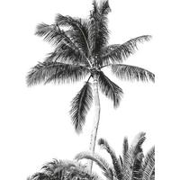 Fototapete Retro Palm - Schwarz/Weiß, Trend, Papier (200/280cm)