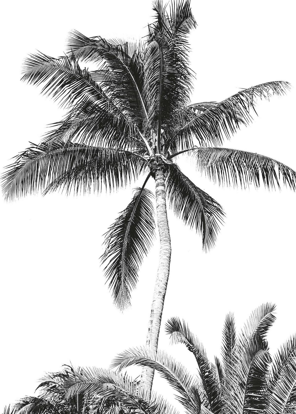 Fototapete Retro Palm - Schwarz/Weiß, Trend, Papier (200/280cm)