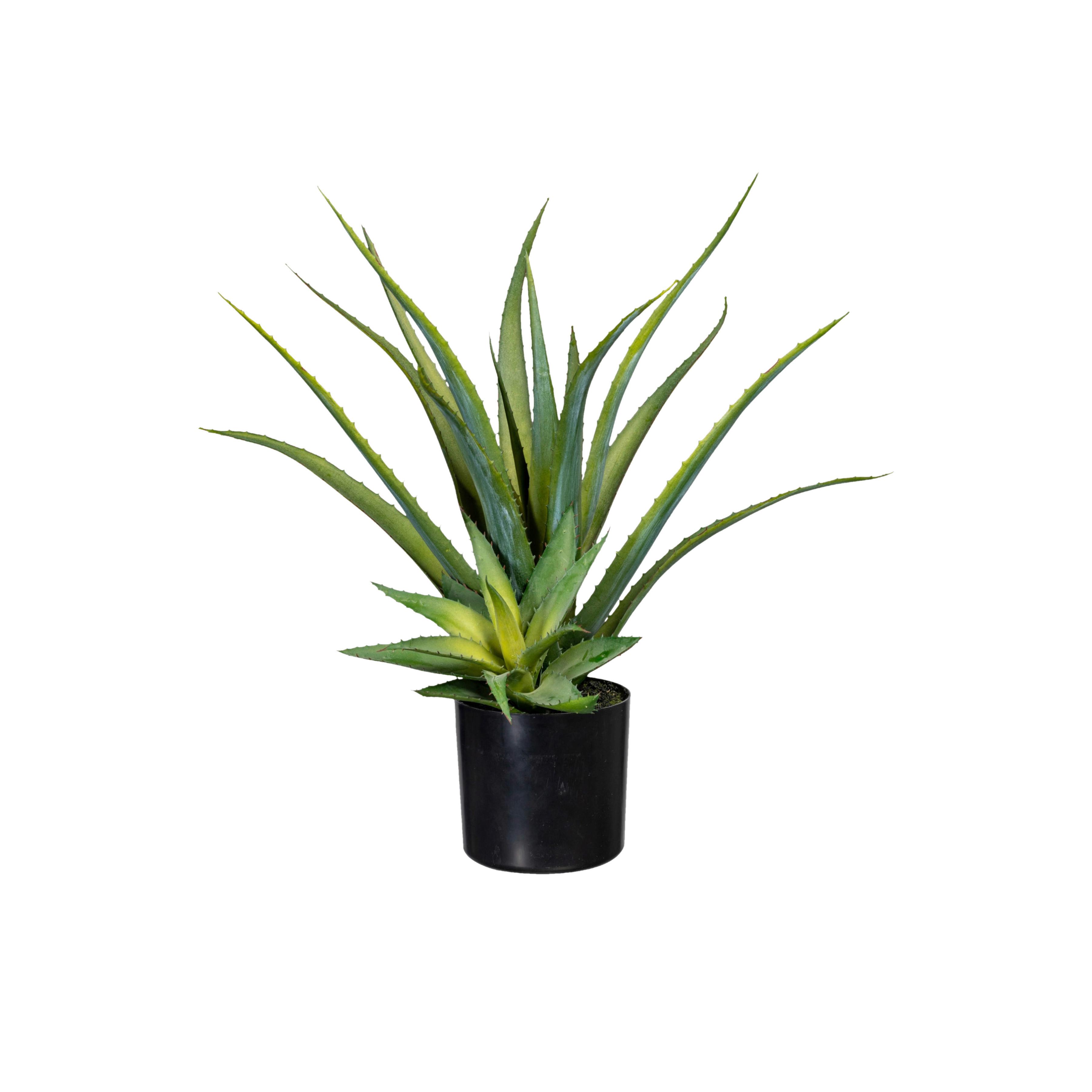 Kunstpflanze Sukkulenten Grün/Schwarz, 48 cm - Schwarz/Grün, Design, Kunststoff (48cm) - P & B