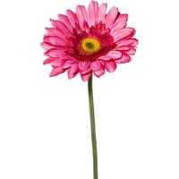 Kunstblume Gerbera Rosa L: ca. 63cm, Amra - Rosa/Grün, Natur, Kunststoff (63cm)