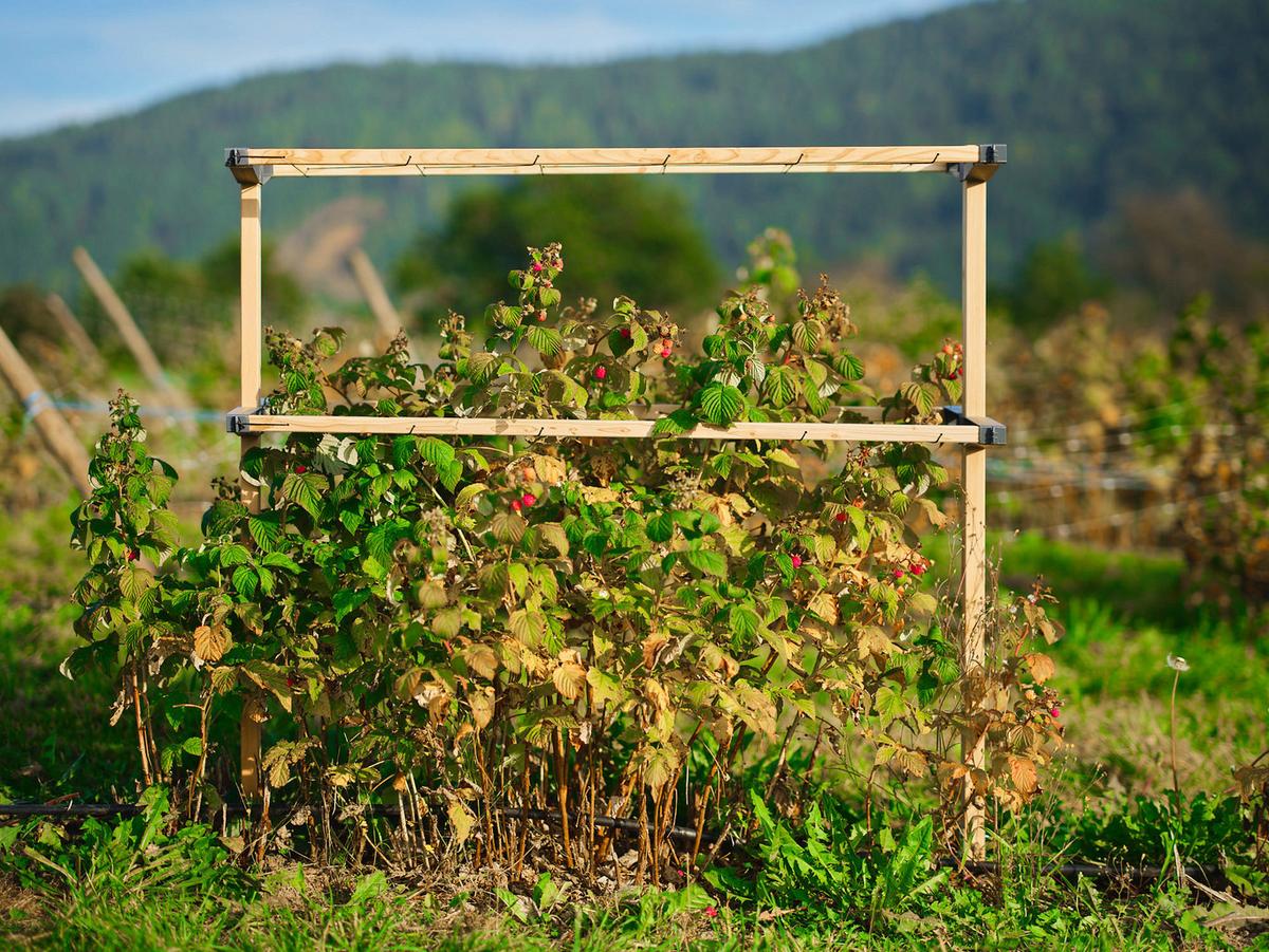 Rankhilfe Lärchefarben B: 118,5 Cm - Lärchefarben, Basics, Holz/Kunststoff (118,5/138,5/34,5cm)
