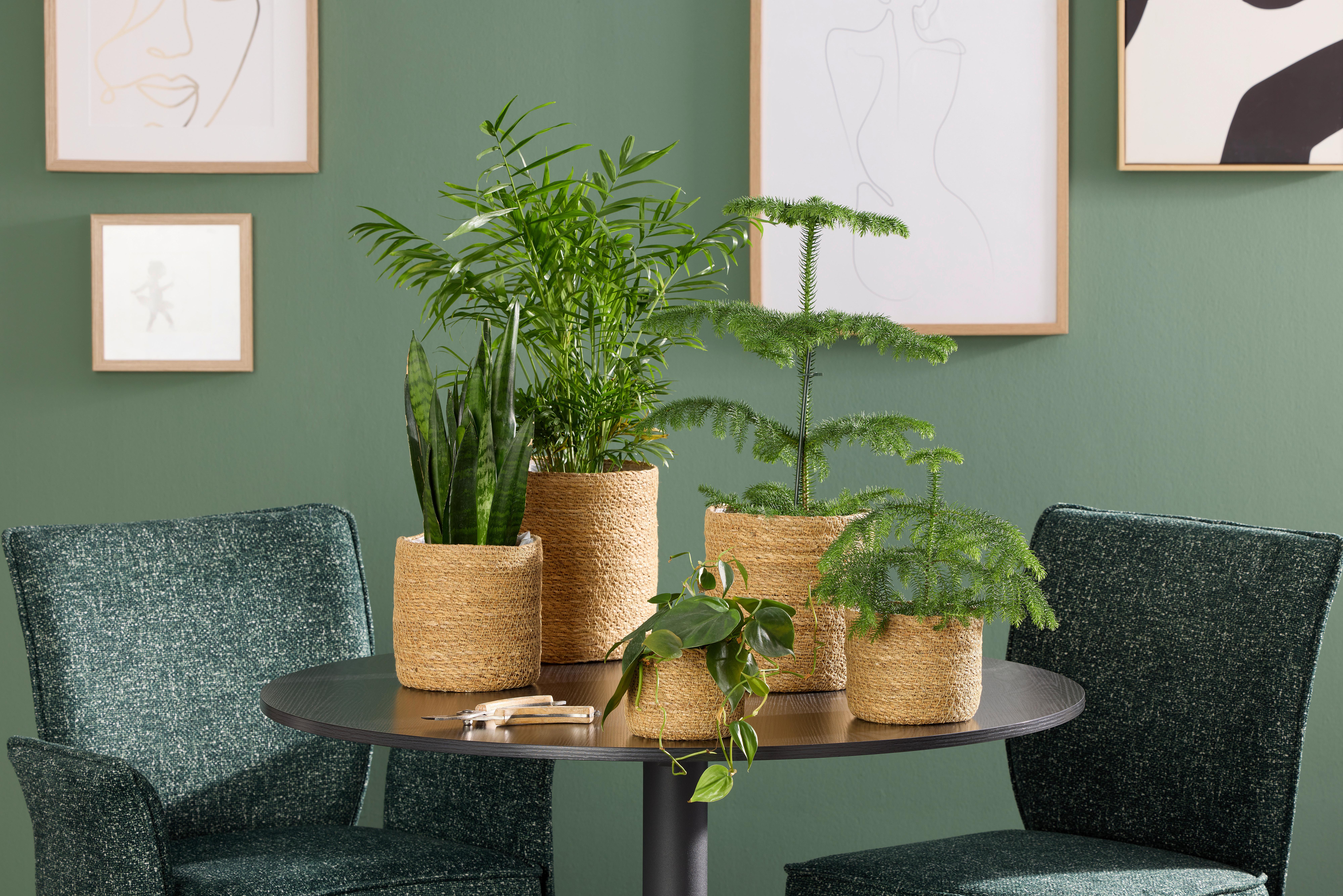 Virágkaspó Hogla - natúr színű, Konventionell, természetes anyagok (22/24cm) - James Wood