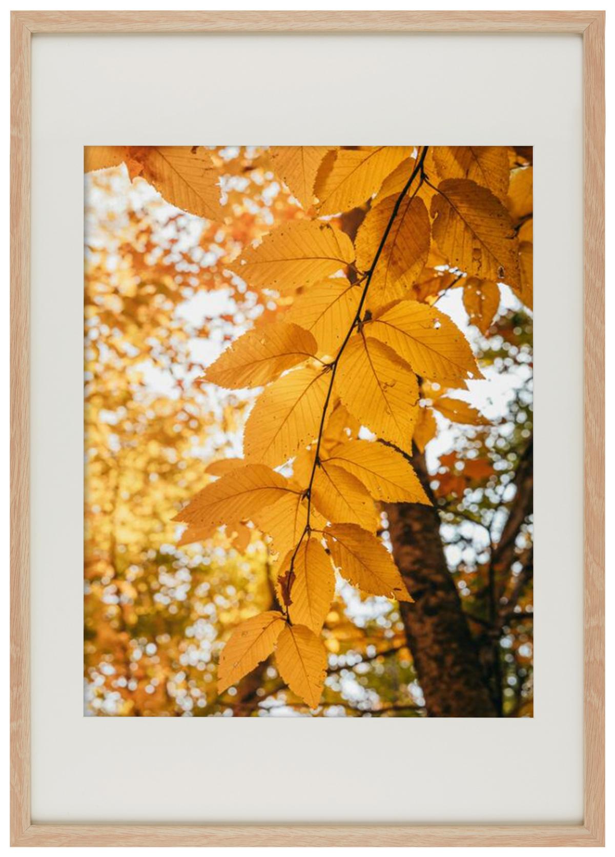RÁM NA OBRAZY Gitta 50x70 cm - farba duba, Modern, drevo/kompozitné drevo (50/70cm) - Modern Living