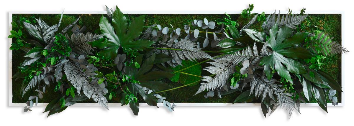 Moosbild Moos Grün B: 140 Cm - Weiß/Grün, Basics, Naturmaterialien/Holz (140/40/18-22cm)