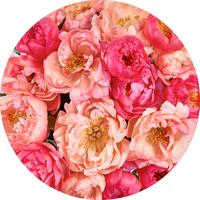 Fototapete Roseraie - Multicolor, Trend (125cm)