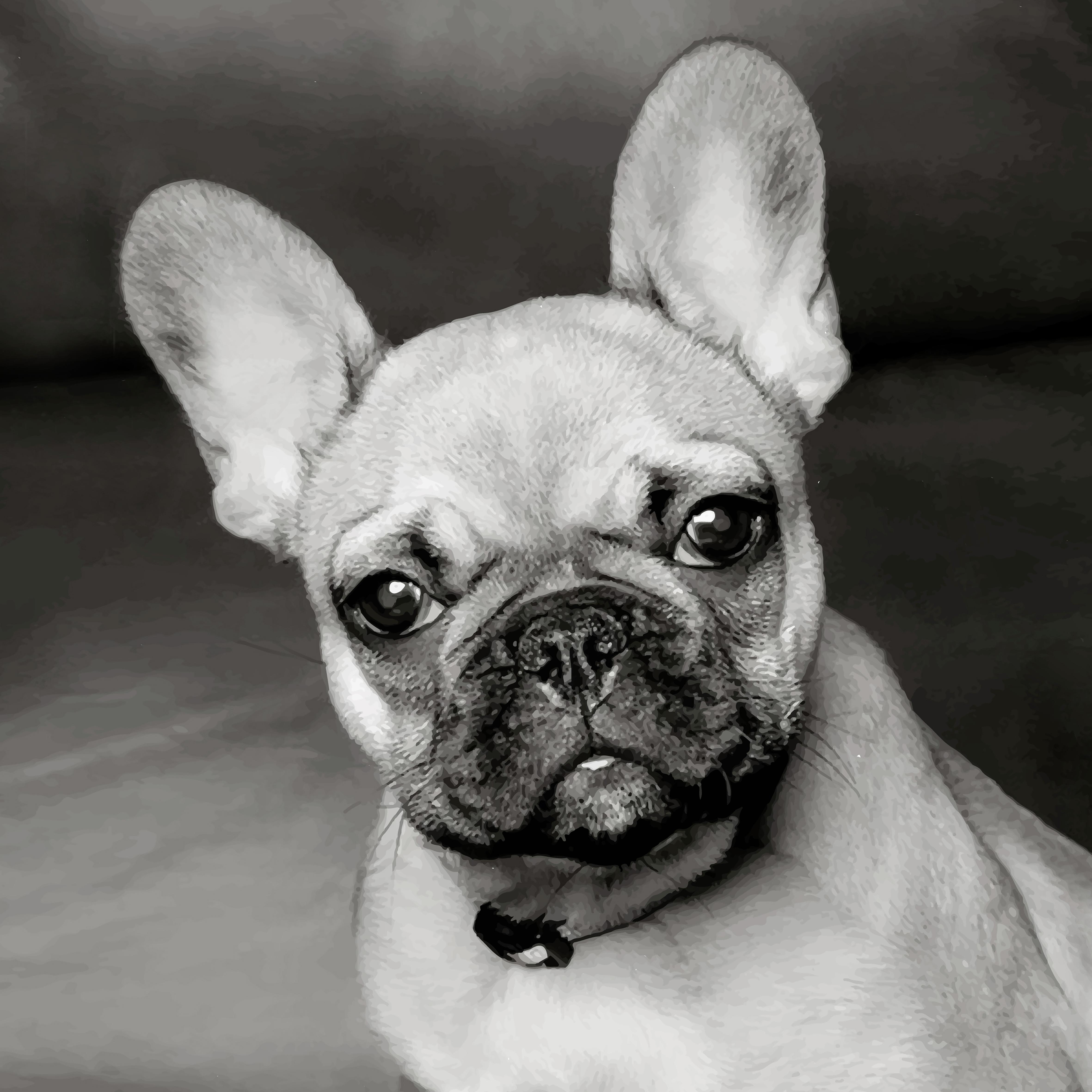 Dekorační Polštář French Buldog, 40/40cm - černá, Design, textil (40/40cm)