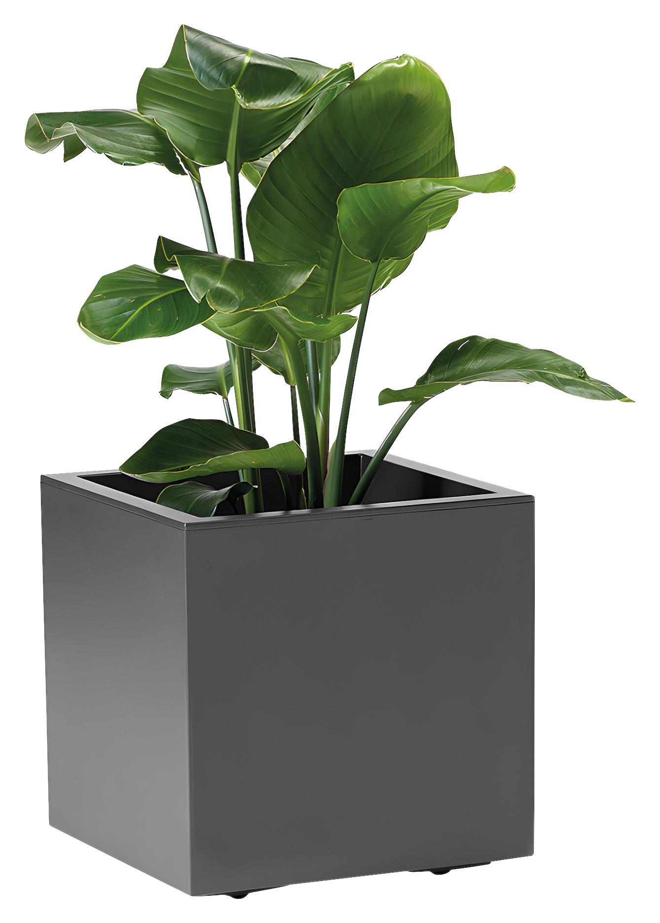 BLUMENKASTEN Anthrazit B: 39,5 cm - Anthrazit, Basics, Kunststoff (39,5/39,5/39,5cm)