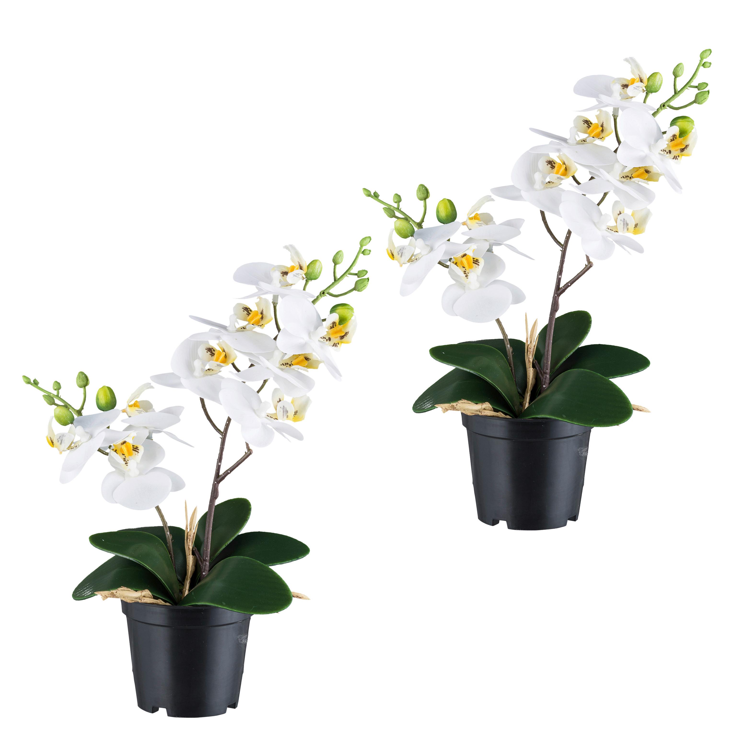 Kunstpflanze Orchideen Grün/schwarz/weiß, 28 Cm - Schwarz/Weiß, Design, Kunststoff (28cm) - P & B