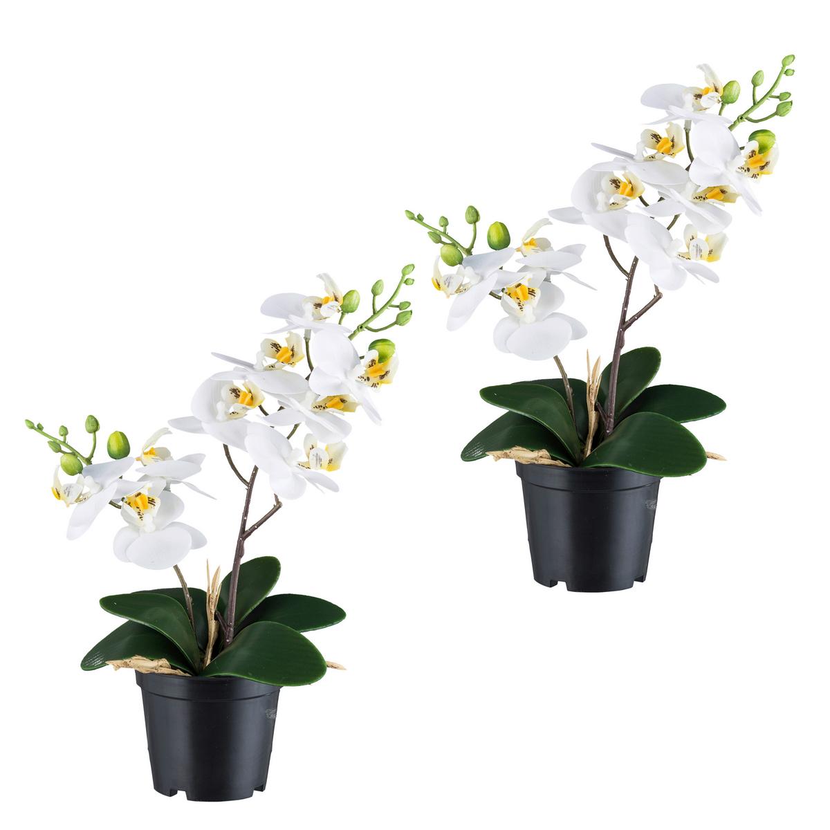 Kunstpflanze Orchideen Grün/schwarz/weiß, 28 Cm - Schwarz/Weiß, Design, Kunststoff (28cm) - P & B