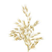 DEKORAČNÍ VĚTVIČKA HAFER I -PAZ- - krémová, Konvenční, plast (64cm) - Modern Living