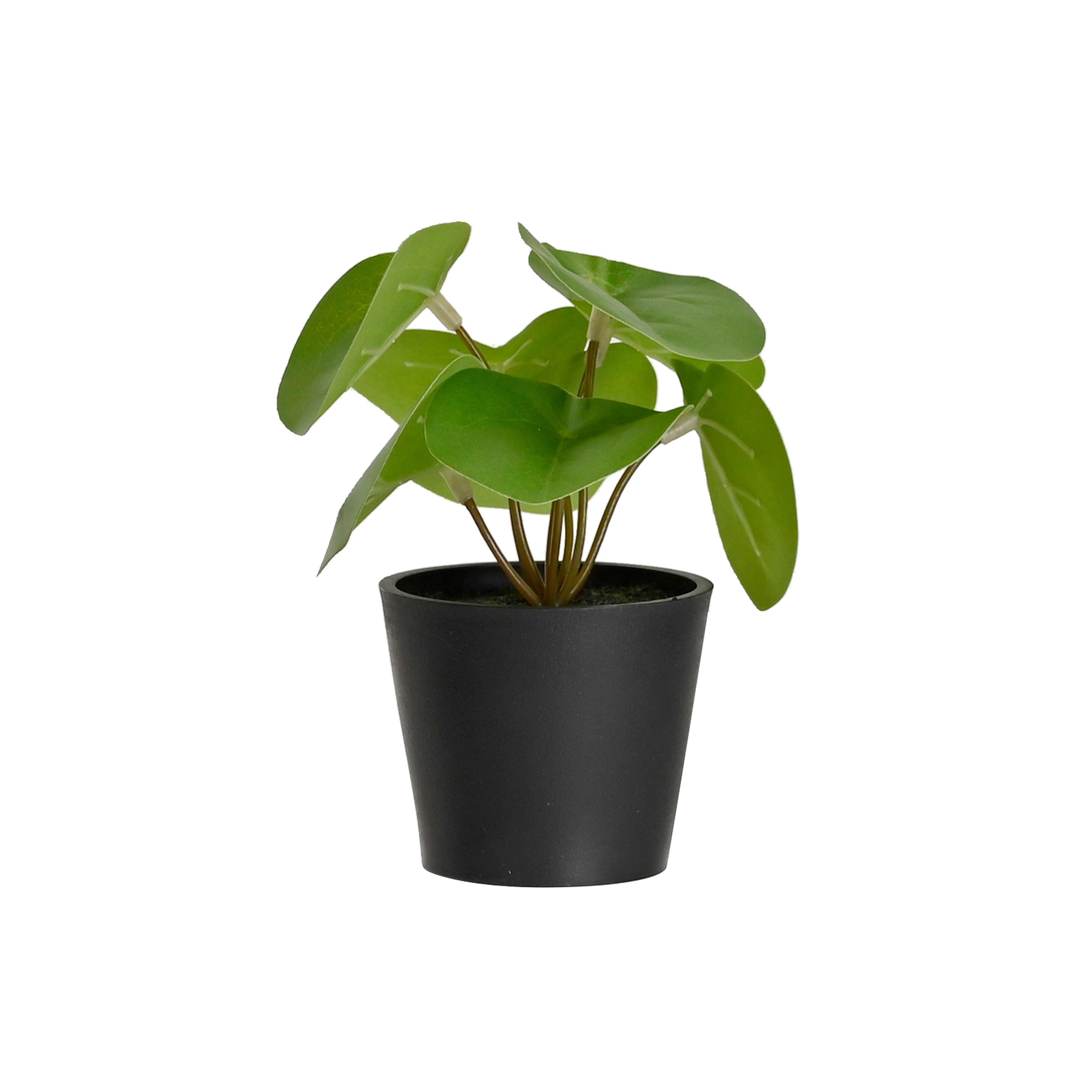 UMĚLÁ ROSTLINA PFLANZENGESTECK -TOP- - černá/zelená, plast (7/13cm) - Mömax