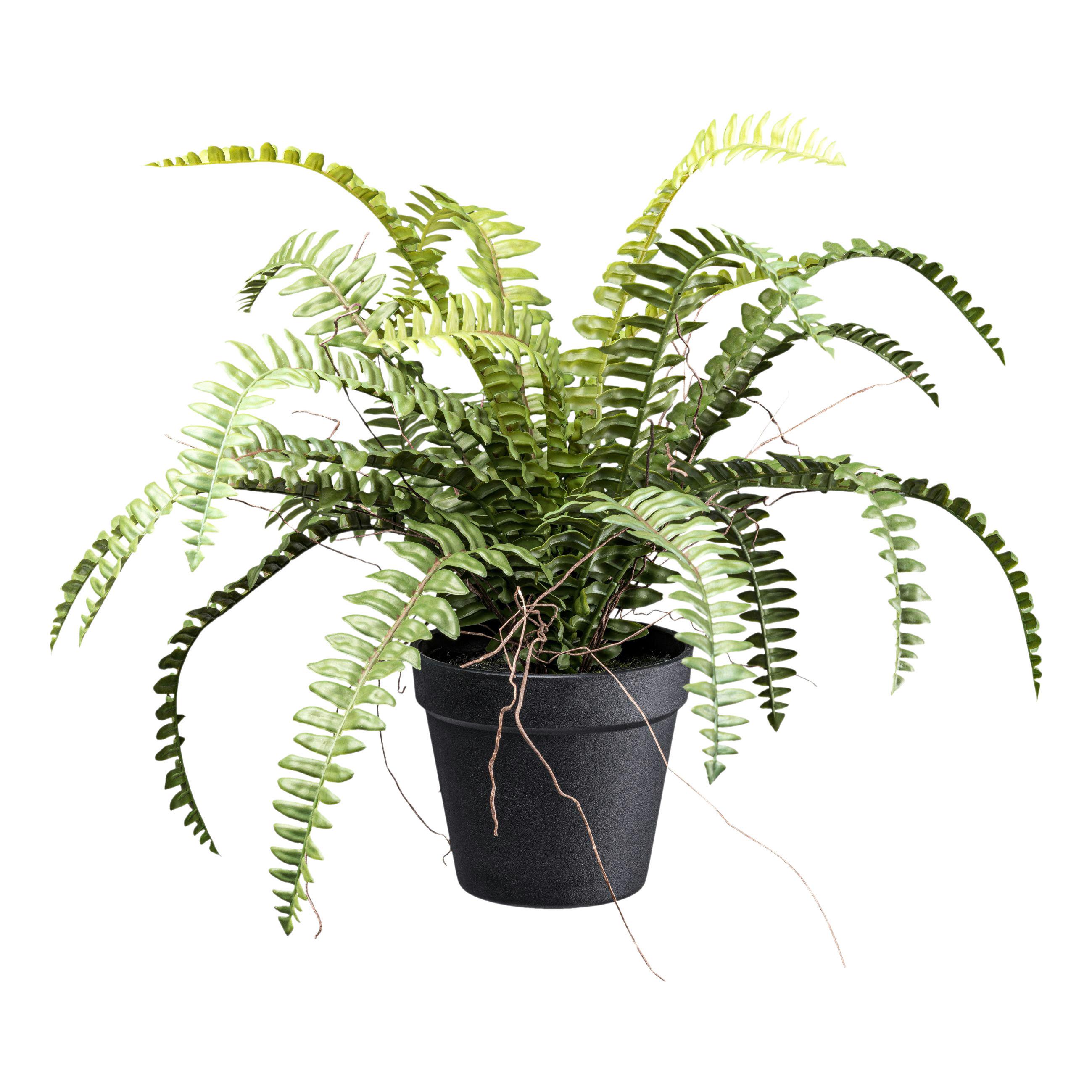 Kunstpflanze Grünpflanzen Grün/Braun/Schwarz, 35 cm - Schwarz/Braun, Design, Kunststoff (35cm) - P & B