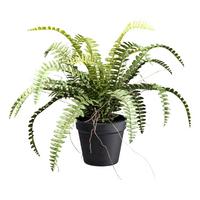 Kunstpflanze Grünpflanzen Grün/Braun/Schwarz, 35 cm - Schwarz/Braun, Design, Kunststoff (35cm) - P & B