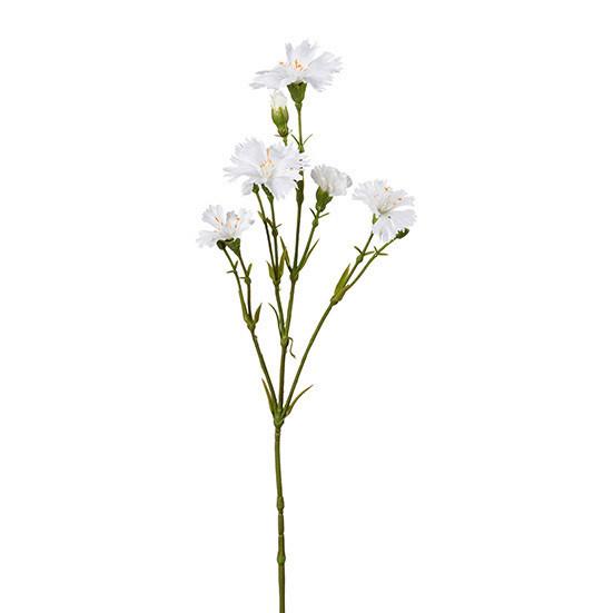 Nelke Holly Weiß