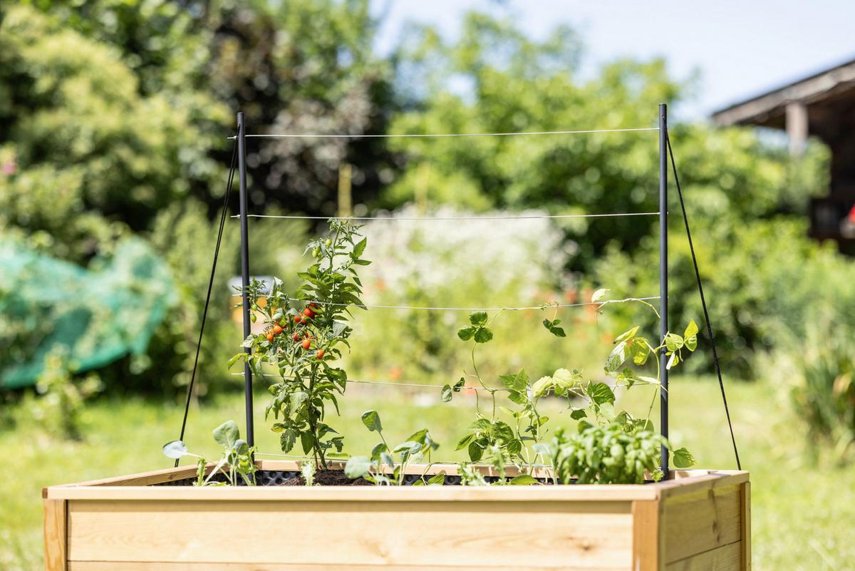 Rankhilfe, Edelstahl Bxh: 100x118 Cm - Edelstahlfarben, Basics, Metall (100/118cm) - Windhager