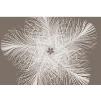 Vliestapete Blume - Taupe/Weiß, Natur, Papier (368/248cm)