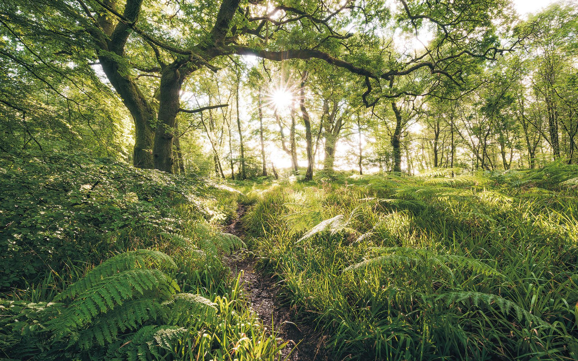 Vliestapete Sh045-Vd4 Mystic Path - Natur (400/250cm)