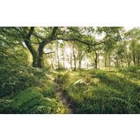 Vliestapete Sh045-Vd4 Mystic Path - Natur (400/250cm)