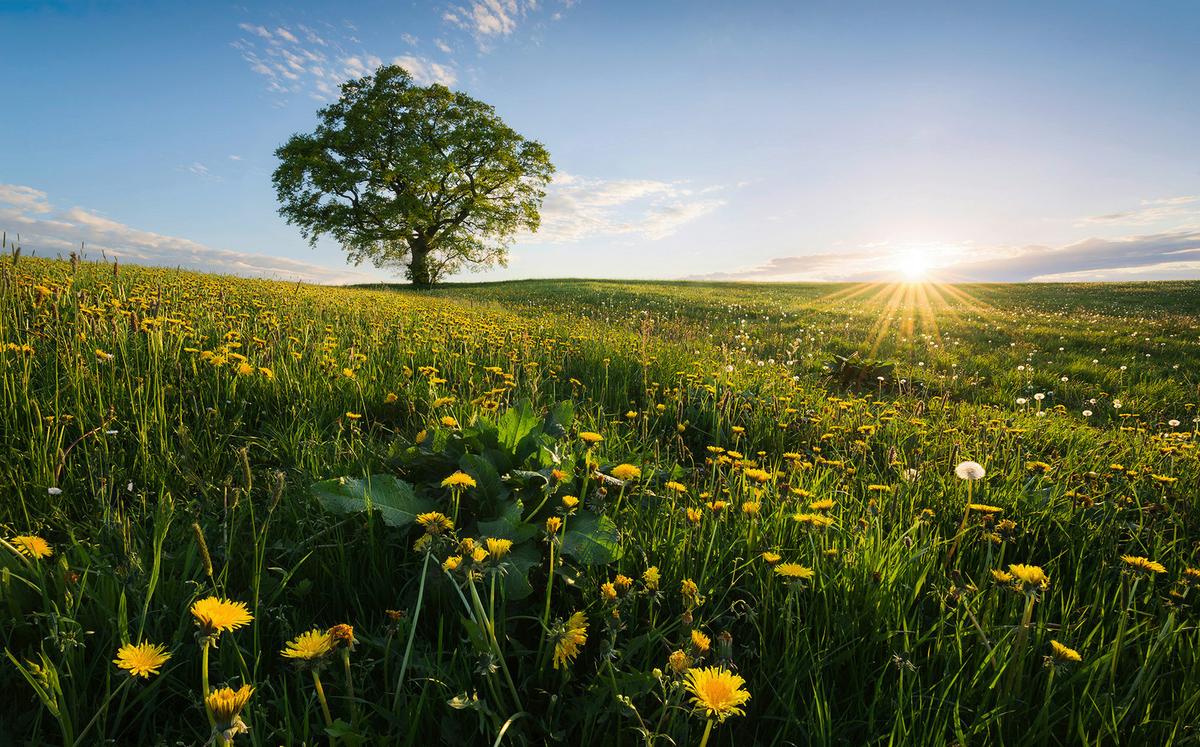 Fototapete Frühling Auf Dem Land - Multicolor, Trend, Textil (450/280cm)