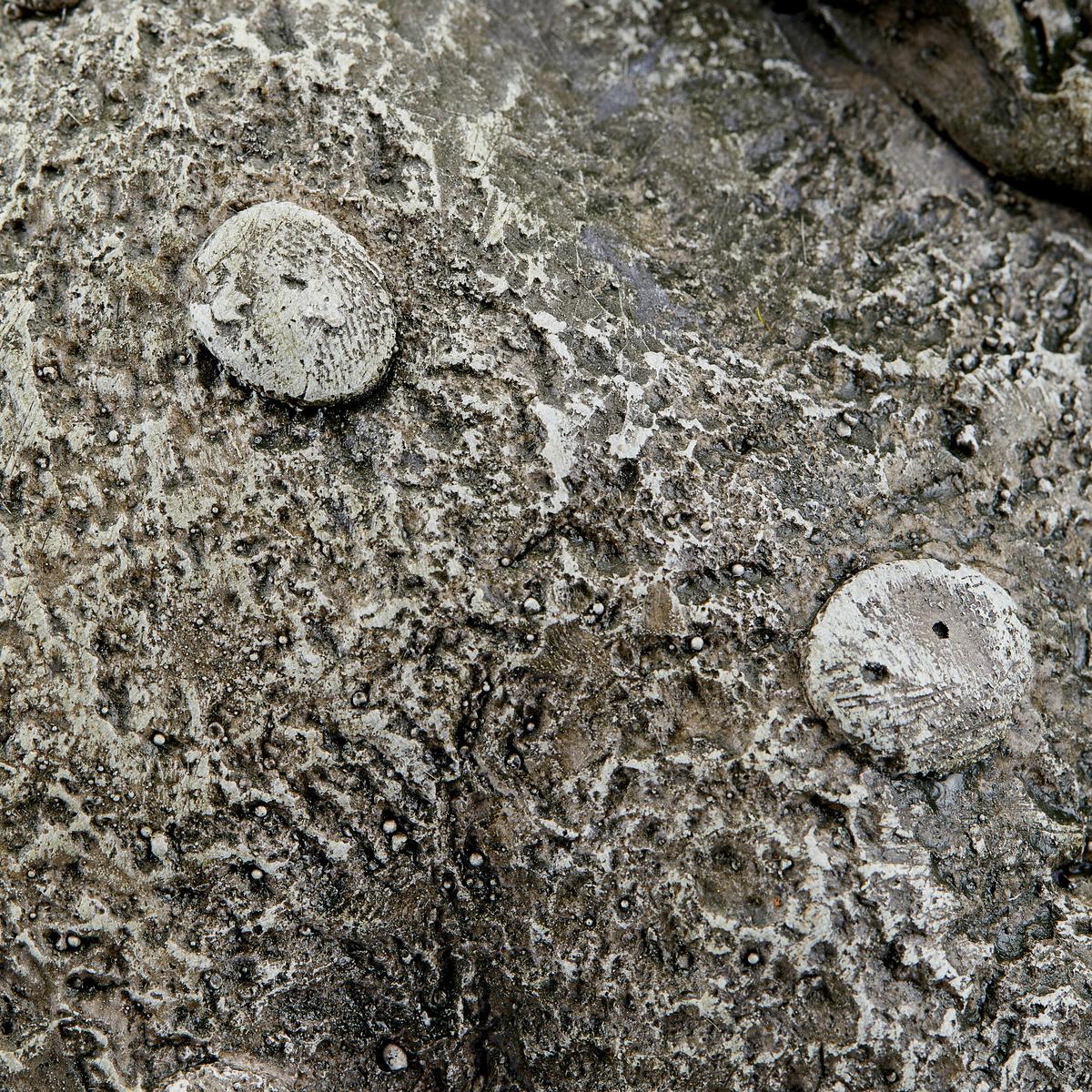 Dekodrache Barry B/h/t: Ca. 25/34/21 Cm - Grau, KONVENTIONELL, Stein (25/34/21cm) - Ondega