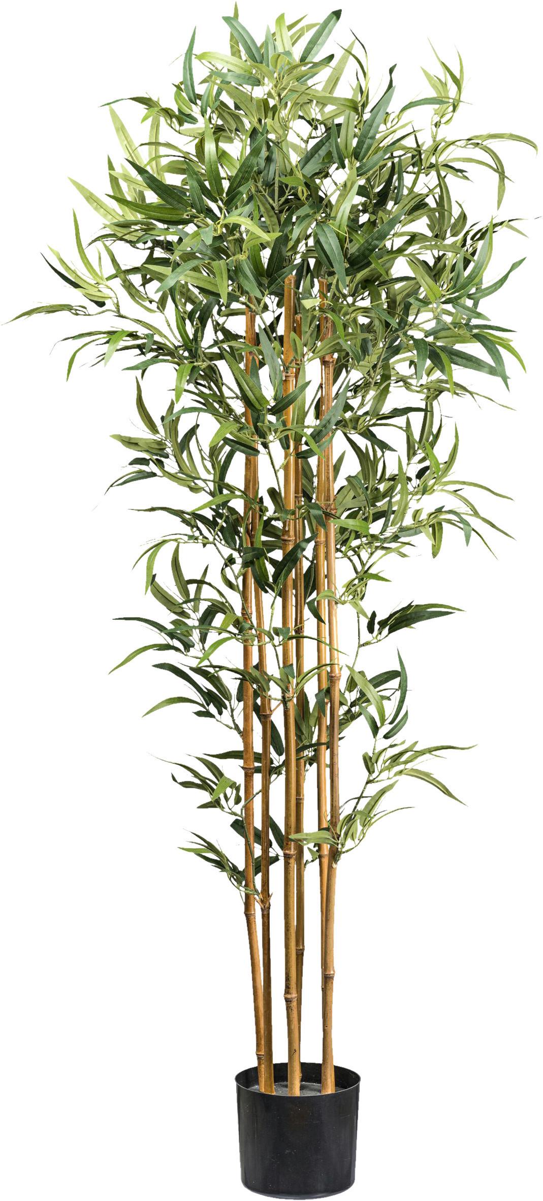 Kunstpflanze Bambus H: 155 cm - Schwarz/Naturfarben, Design, Kunststoff (155cm) - P & B