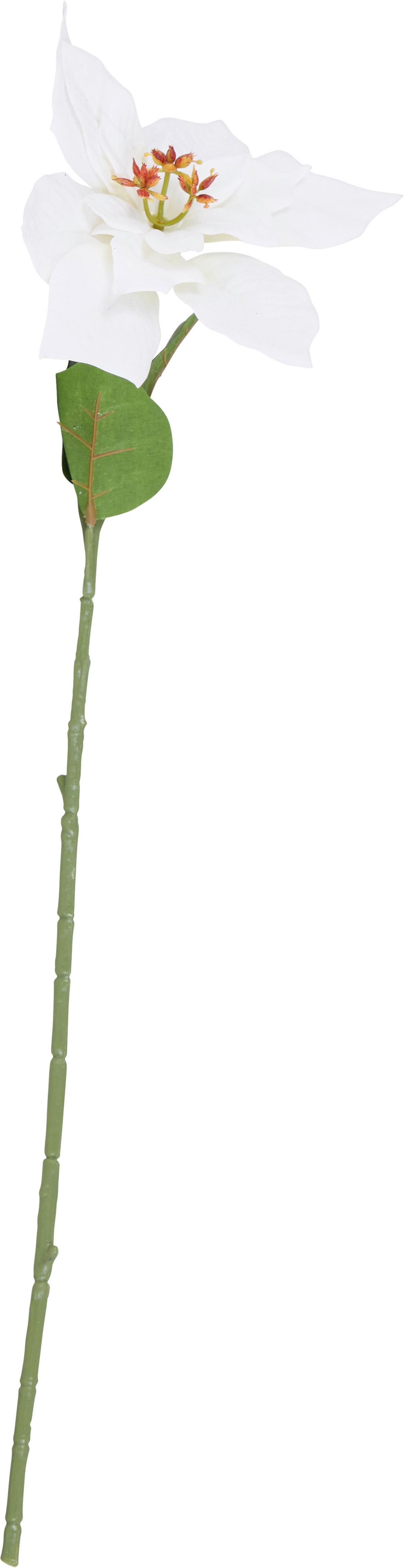 Kunstpflanze Poinsettia - Weiß/Grün, KONVENTIONELL, Kunststoff (60cm)