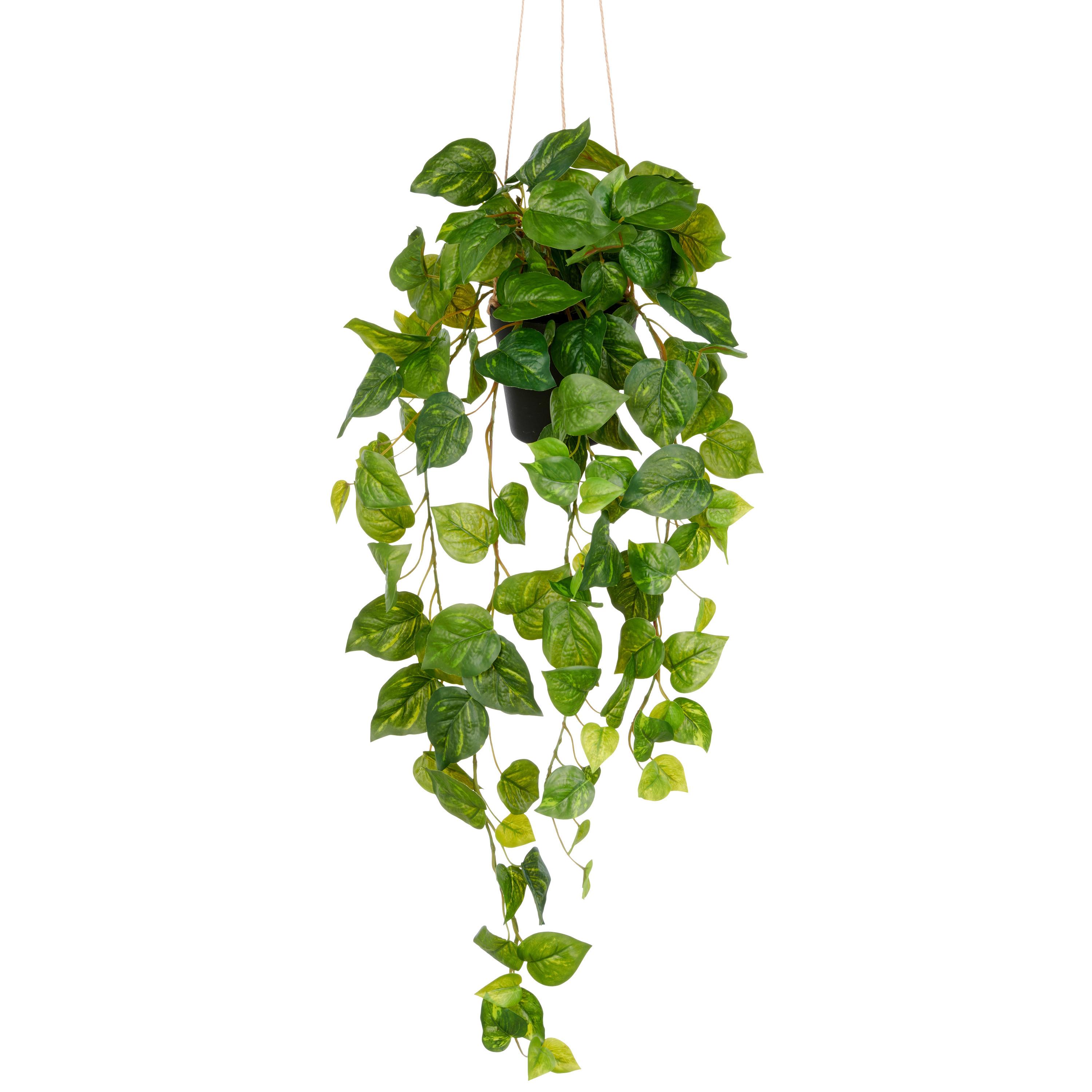 Philodendron Hederaceum Kunststoff, Grün, H: 75 cm - Schwarz/Grün, Basics, Kunststoff (75cm) - P & B