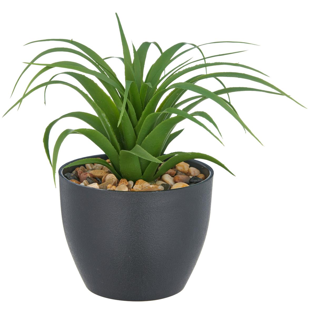 Sukkulente Grün Schwarz B: 11 Cm - Schwarz/Grün, Basics, Kunststoff (20cm) - P & B