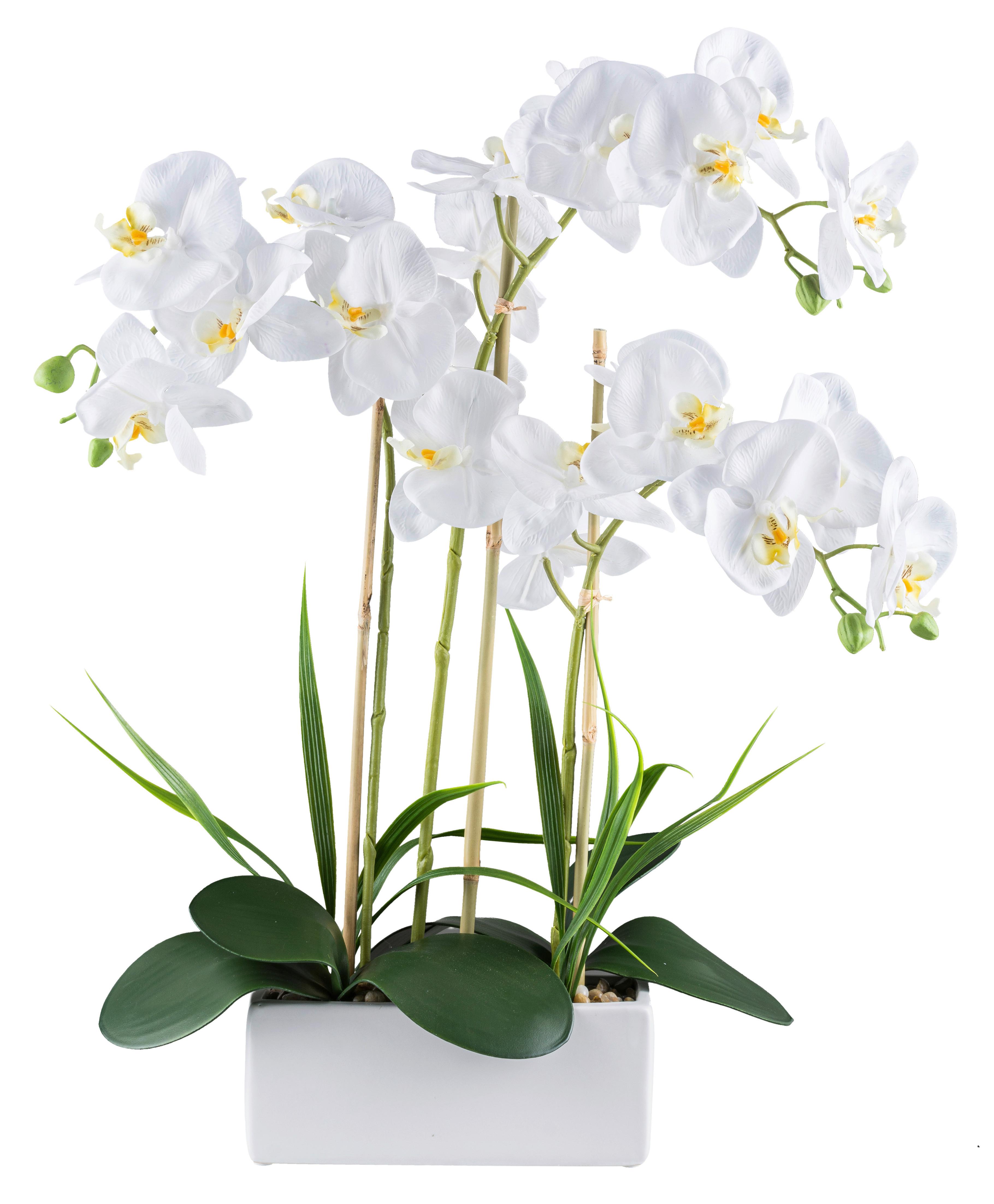 Kunstpflanze Orchideen Grün/Weiß, 58 cm - Weiß/Grün, Design, Keramik/Kunststoff (58cm) - P & B