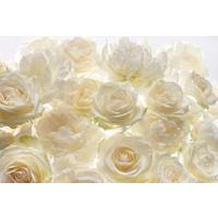 Vliestapete Rose - Champagner/Weiß, Natur, Papier (368/248cm)