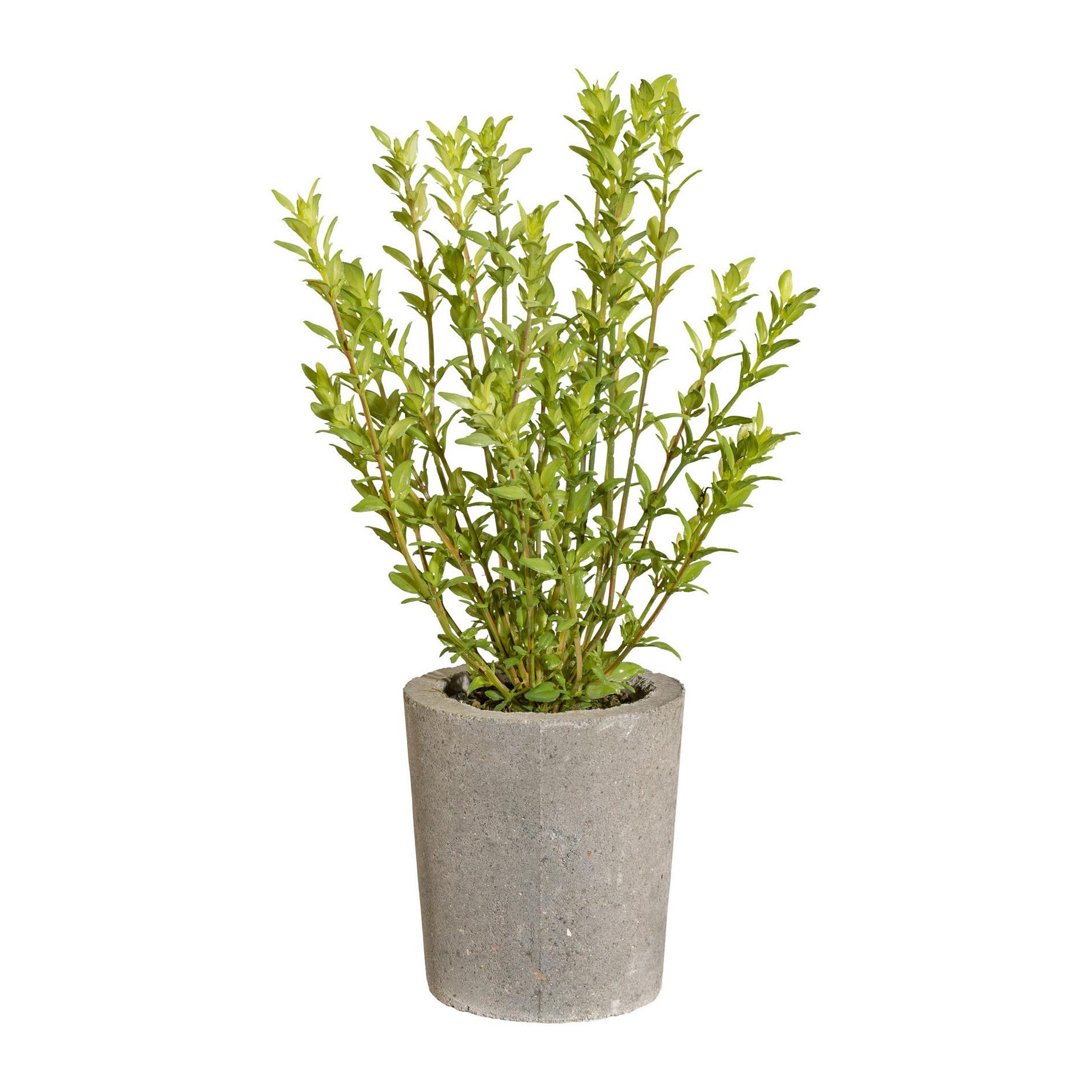 Kunstpflanze Rosmarin, Grün inkl. Topf, H: 35 cm - Grau/Grün, Basics, Kunststoff/Stein (35cm) - P & B