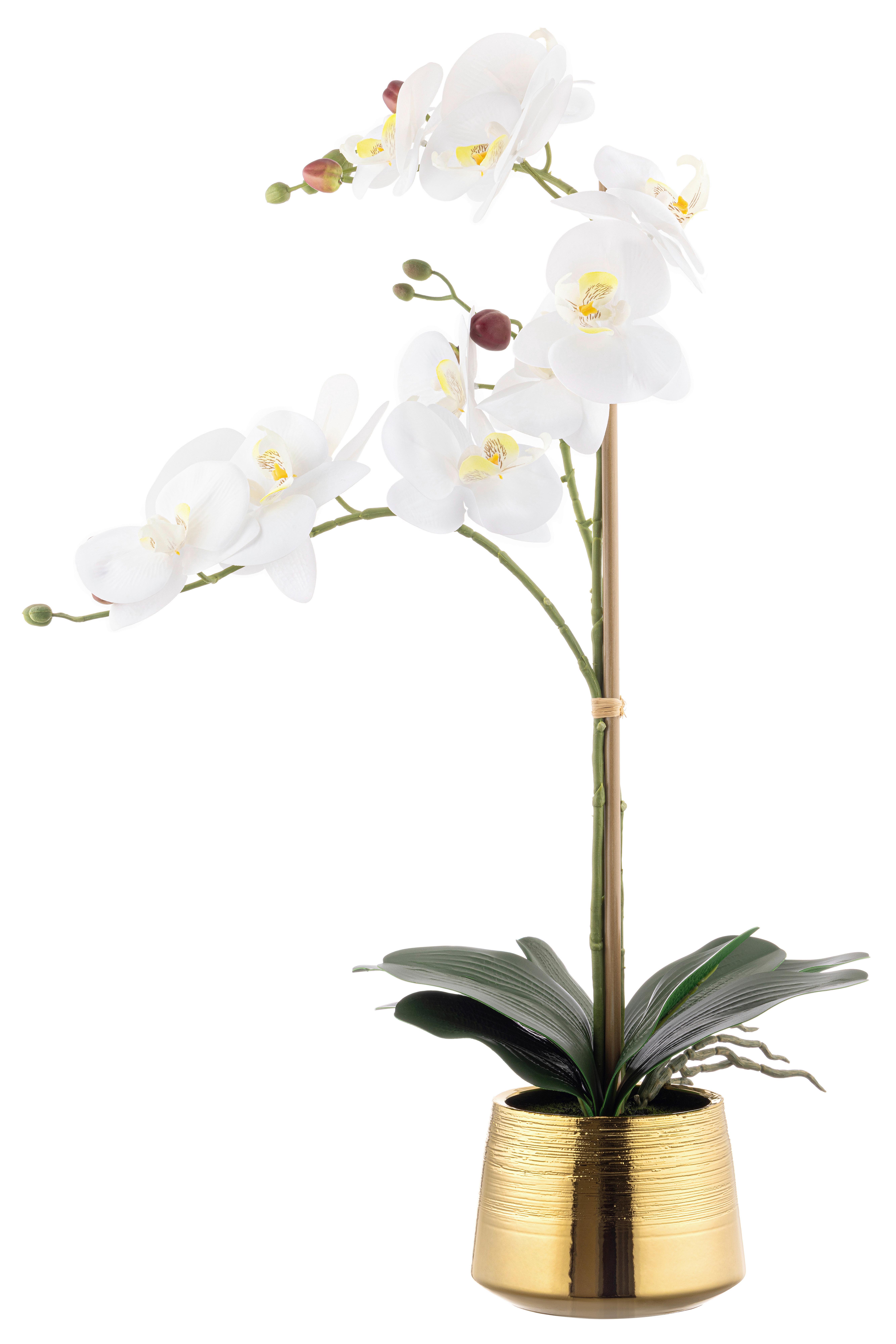 ORCHIDEE MARK - Gelb/Goldfarben, KONVENTIONELL, Keramik/Kunststoff (40/30/60cm) - Luca Bessoni