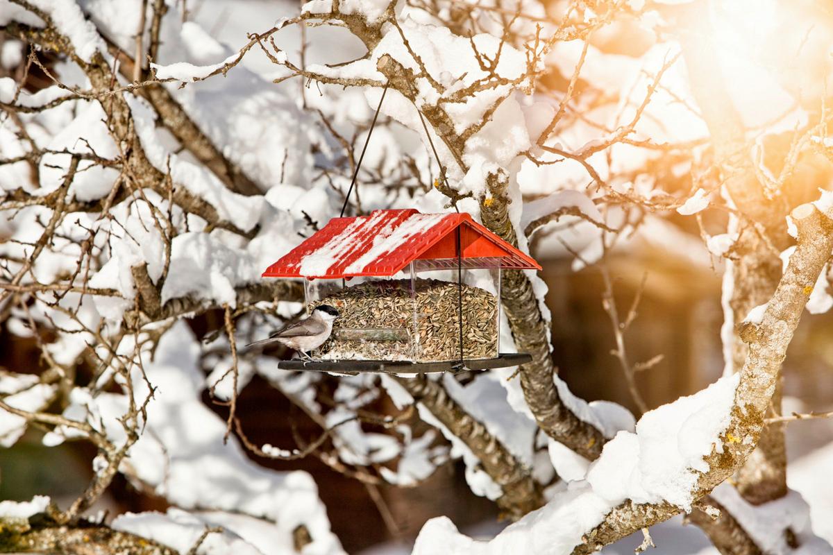 Vogelfuttersilo Ranch Bxhxt: 22x20x31 Cm - Graphitfarben, Basics, Metall (22/20/31cm) - Windhager