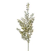 Ruscuszweig Raffael, Grün H: ca. 93 cm - Grün, Basics, Kunststoff (93cm)