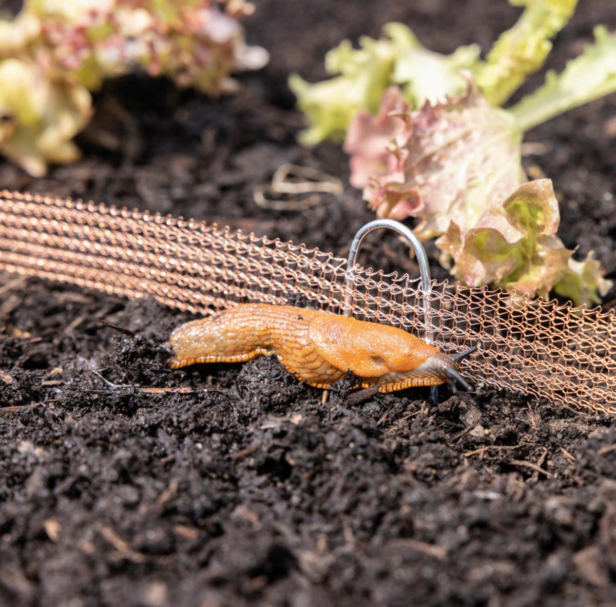 Schnecken-abwehrband Schneckenzaun 2 Cm X 8 M - Kupferfarben, Basics (800/2cm) - Windhager